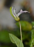 Cleome rutidosperma. Цветок. Таиланд, о-в Пхукет, курорт Ката, пустырь между домами. 12.01.2017.