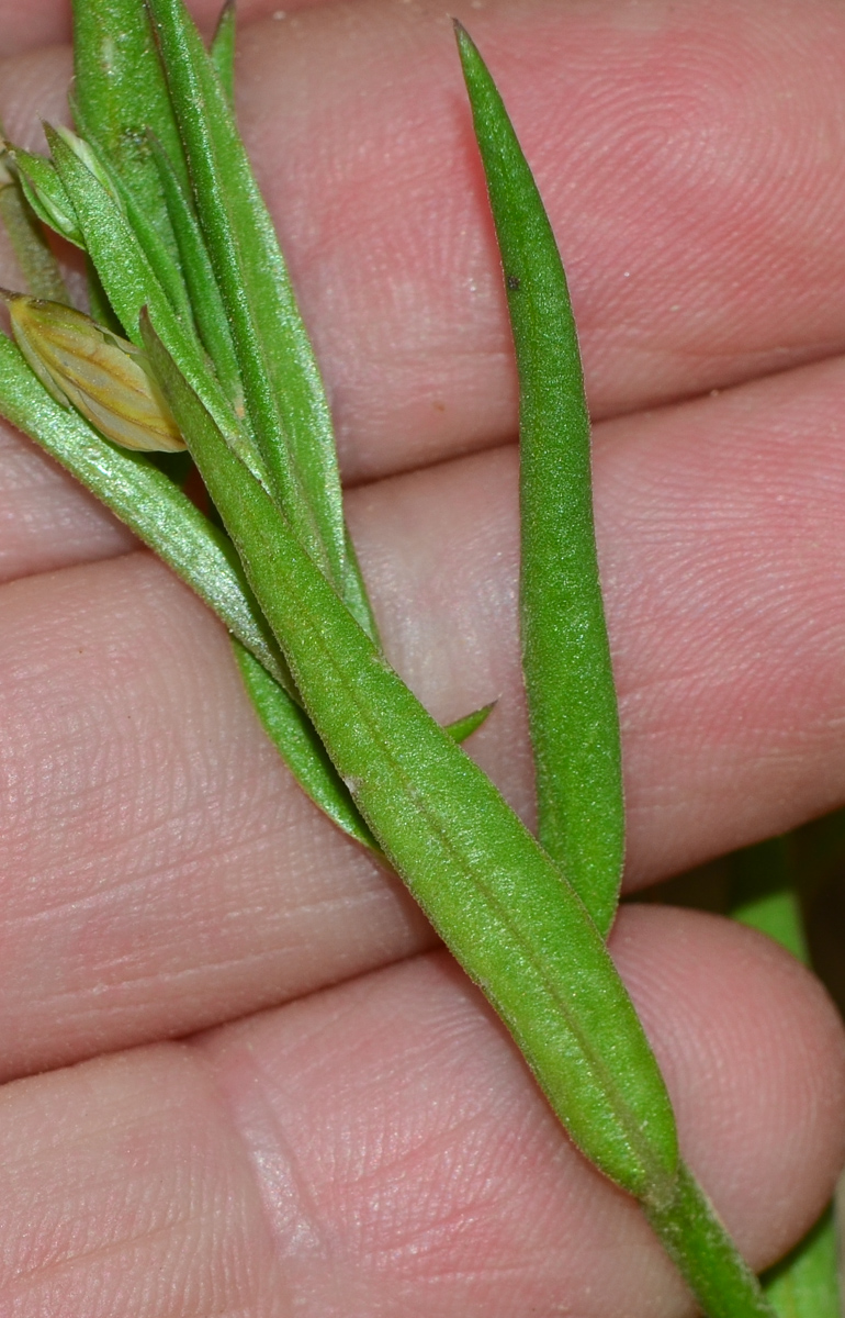 Image of Polygala monspeliaca specimen.