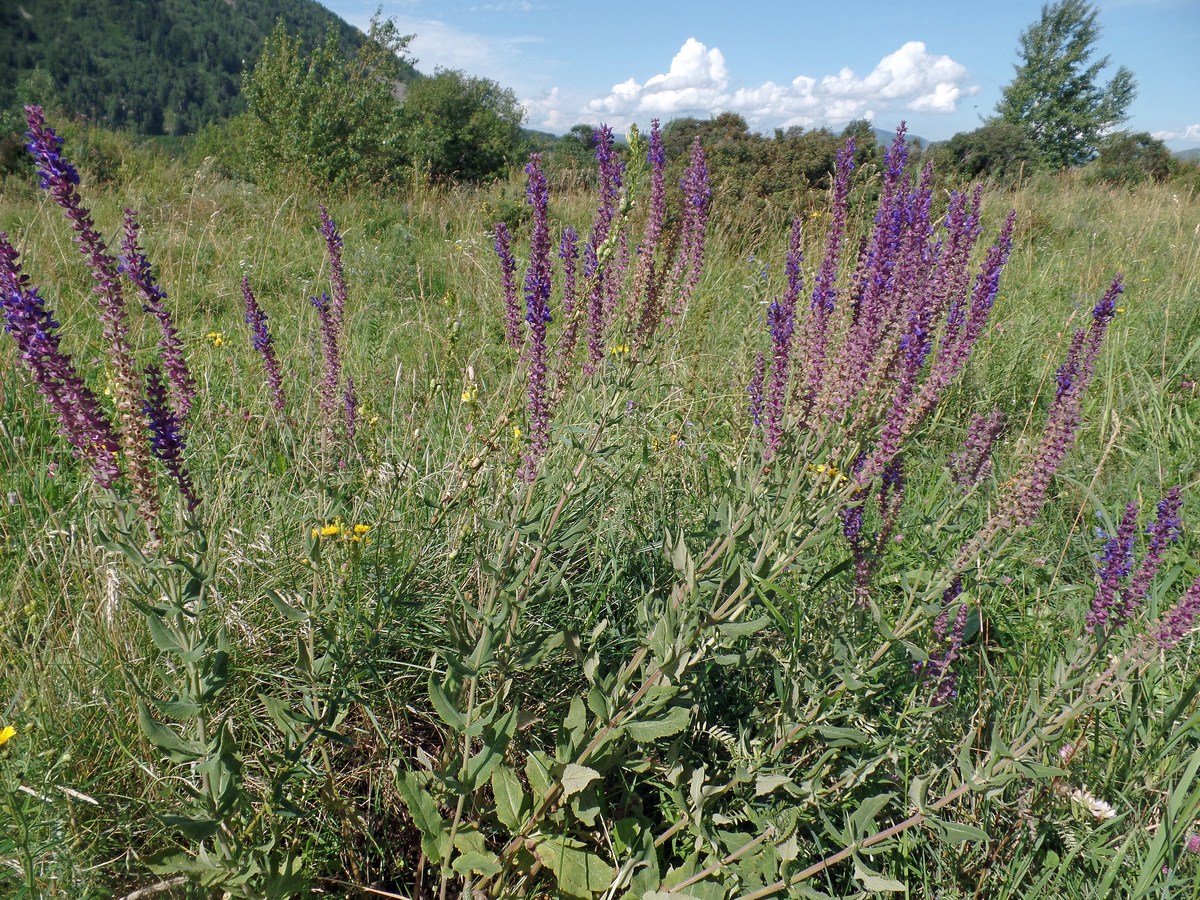 Изображение особи Salvia deserta.