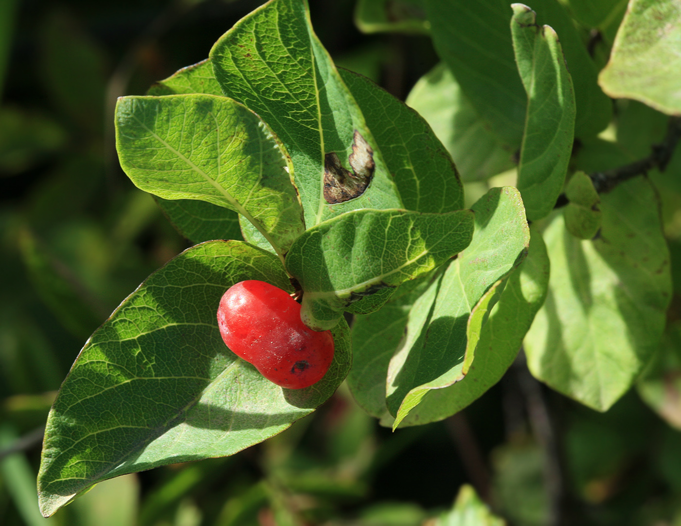 Image of Lonicera chamissoi specimen.