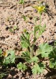 Ranunculus oxyspermus