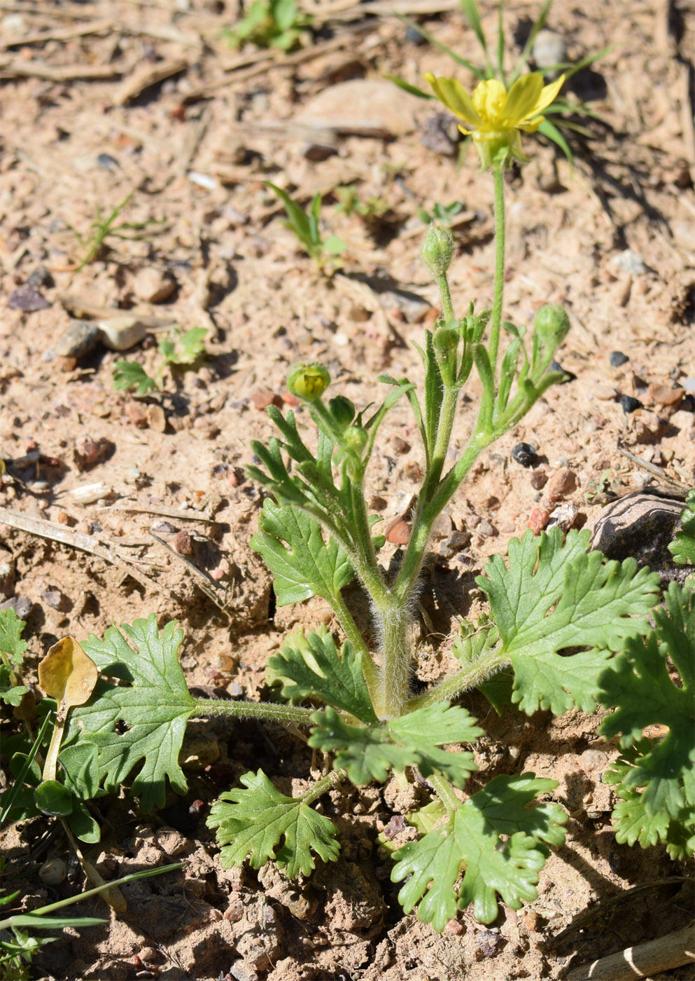 Изображение особи Ranunculus oxyspermus.