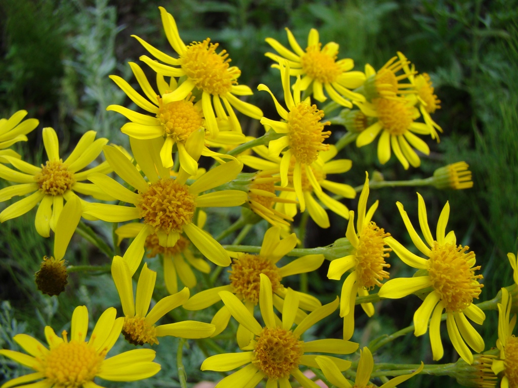 Изображение особи Senecio jacobaea.