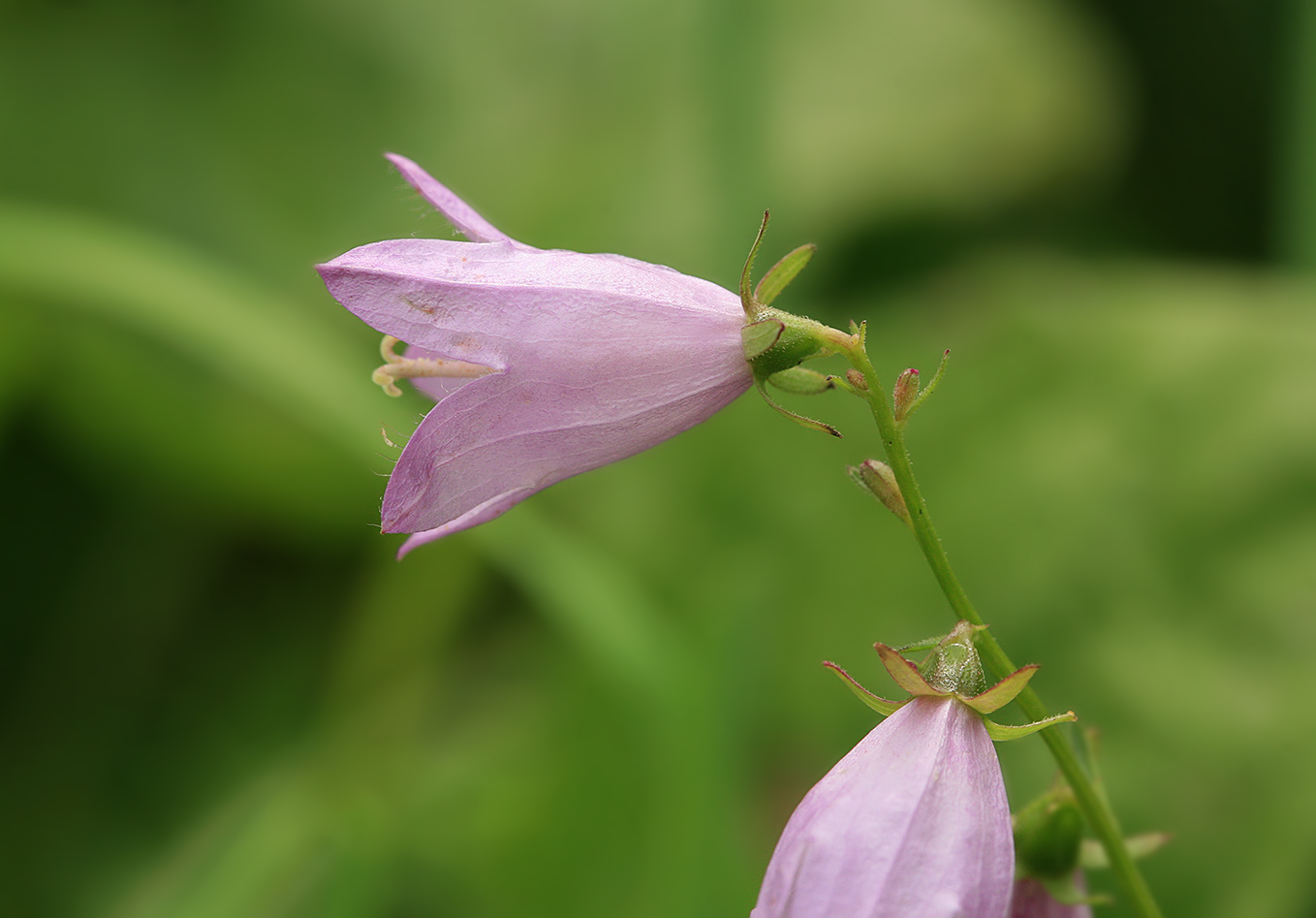 Изображение особи Campanula rapunculoides.