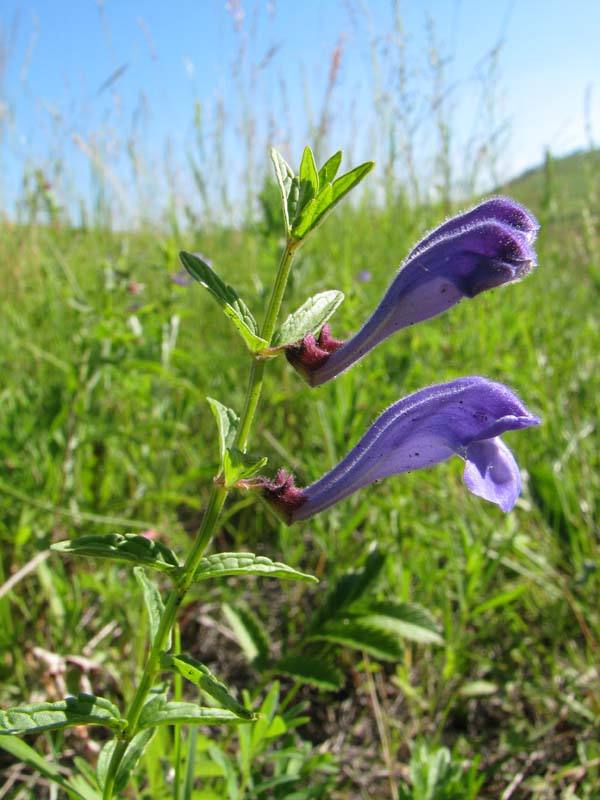 Image of Scutellaria scordiifolia specimen.