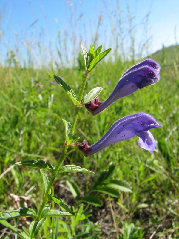 Изображение особи Scutellaria scordiifolia.