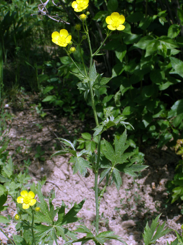 Изображение особи Ranunculus sericeus.