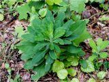 Euphorbia amygdaloides. Вегетативные органы. Украина, Ивано-Франковская обл., Болеховский горсовет, Поляницкий сельсовет, Поляницкий региональный ландшафтный парк, буковый лес. 25.07.2016.