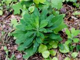 Euphorbia amygdaloides