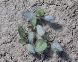 Solanum nigrum