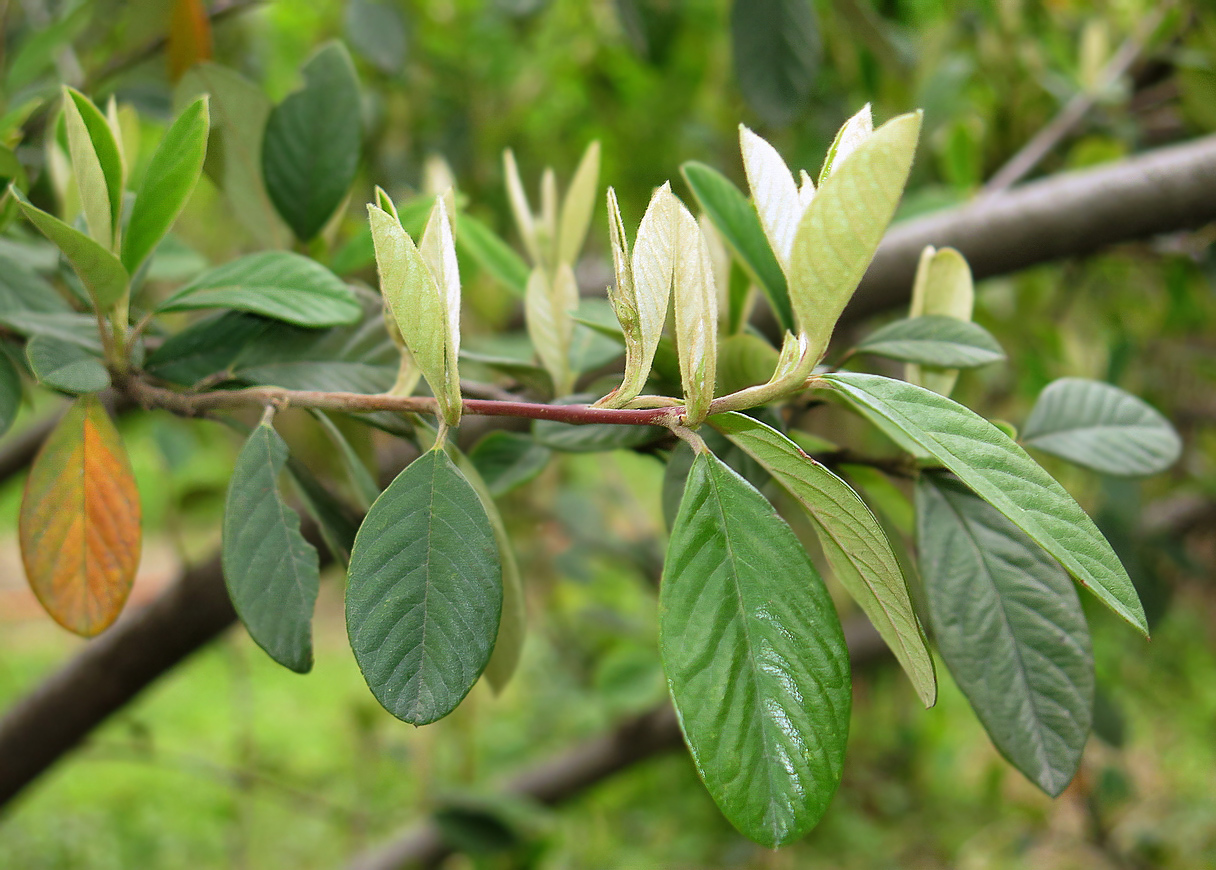 Изображение особи Cotoneaster salicifolius var. henryanus.