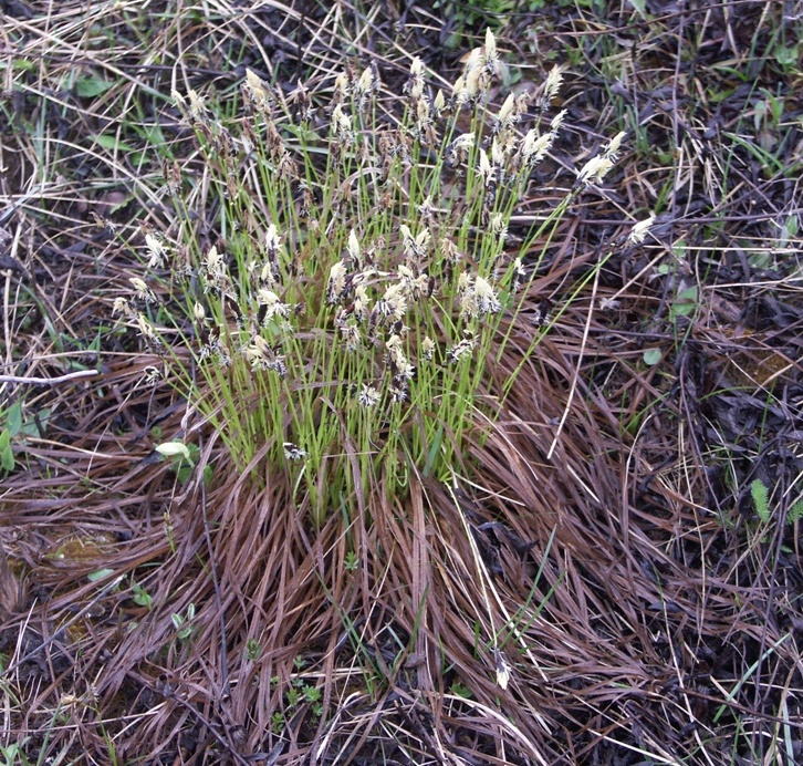 Изображение особи Carex montana.