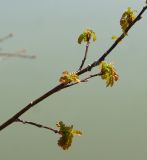 Quercus robur. Часть ветки с молодыми листочками. Восточный Казахстан, Глубоковский р-н, окр. с. Тарханка, берег озера. 10.05.2017.