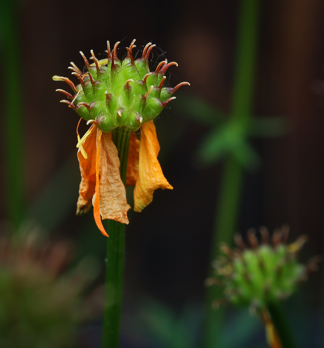 Изображение особи Trollius macropetalus.