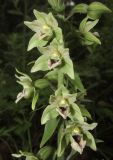 Epipactis condensata. Часть соцветия. Краснодарский край, м/о город-курорт Геленджик, окр. мкр-на Голубая долина, сосновый лес. 10 июня 2017 г.