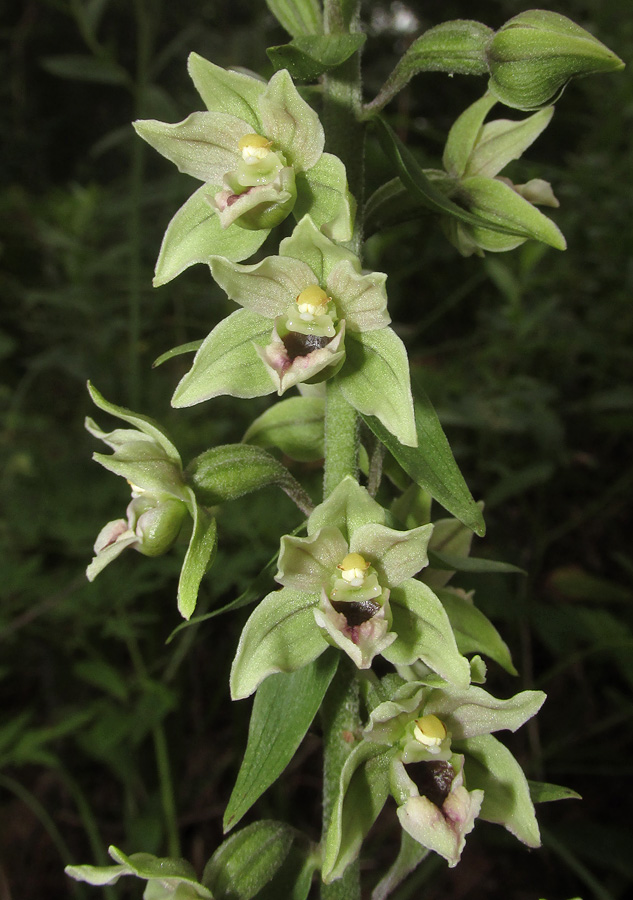 Image of Epipactis condensata specimen.