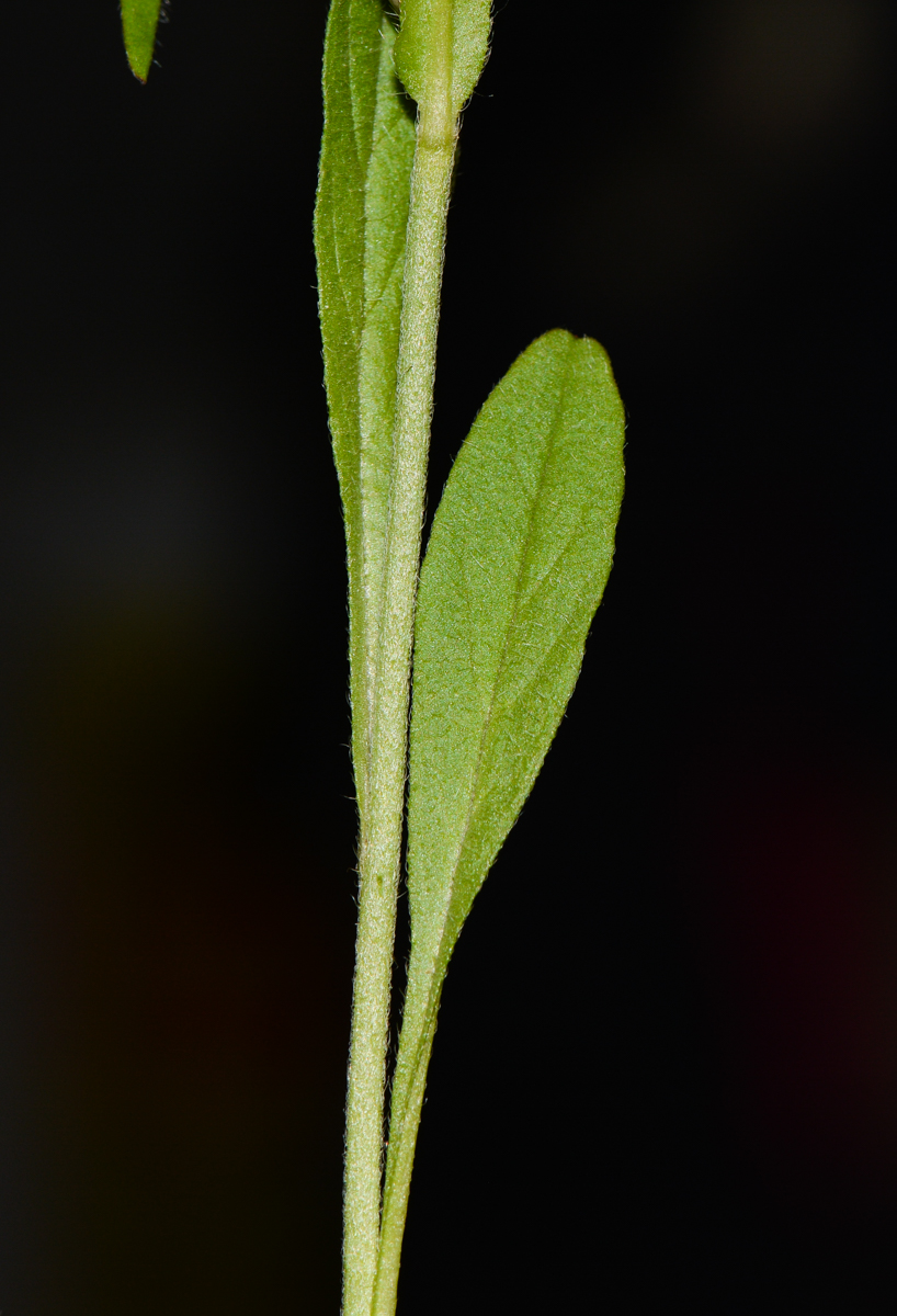 Image of Convolvulus pentapetaloides specimen.