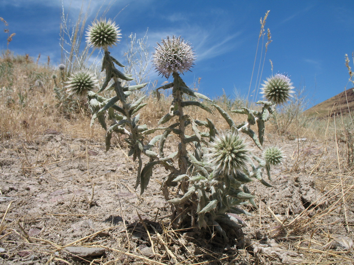 Изображение особи Echinops nanus.