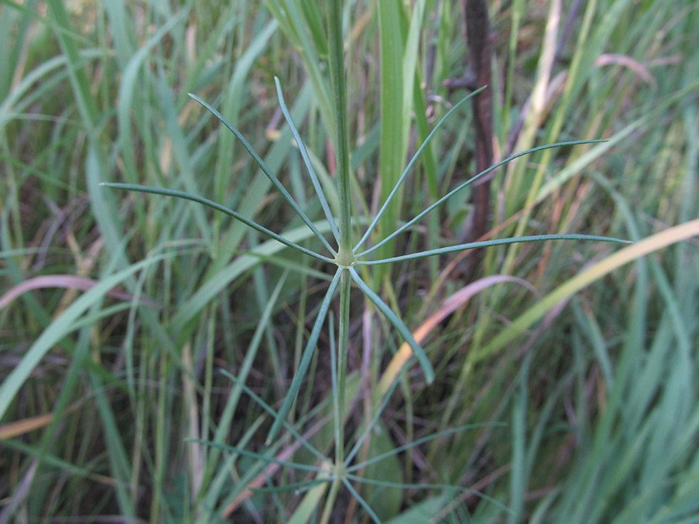 Изображение особи Galium octonarium.