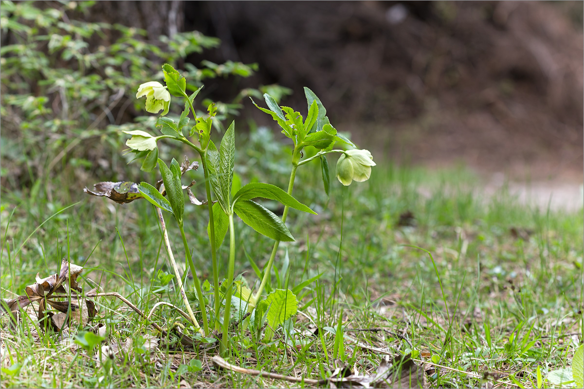 Изображение особи Helleborus caucasicus.