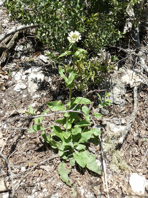 Изображение особи Arabis turrita.