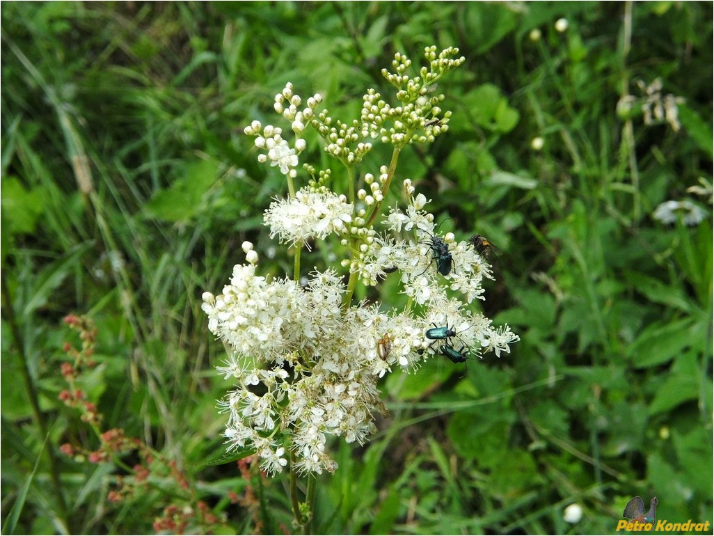 Изображение особи Filipendula ulmaria ssp. denudata.