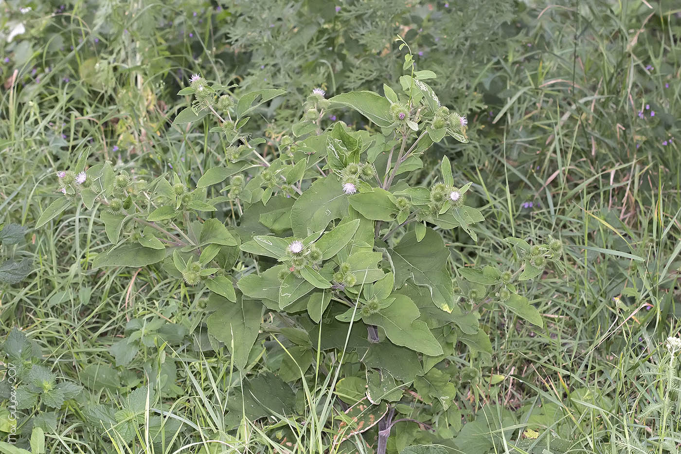 Image of Arctium minus specimen.