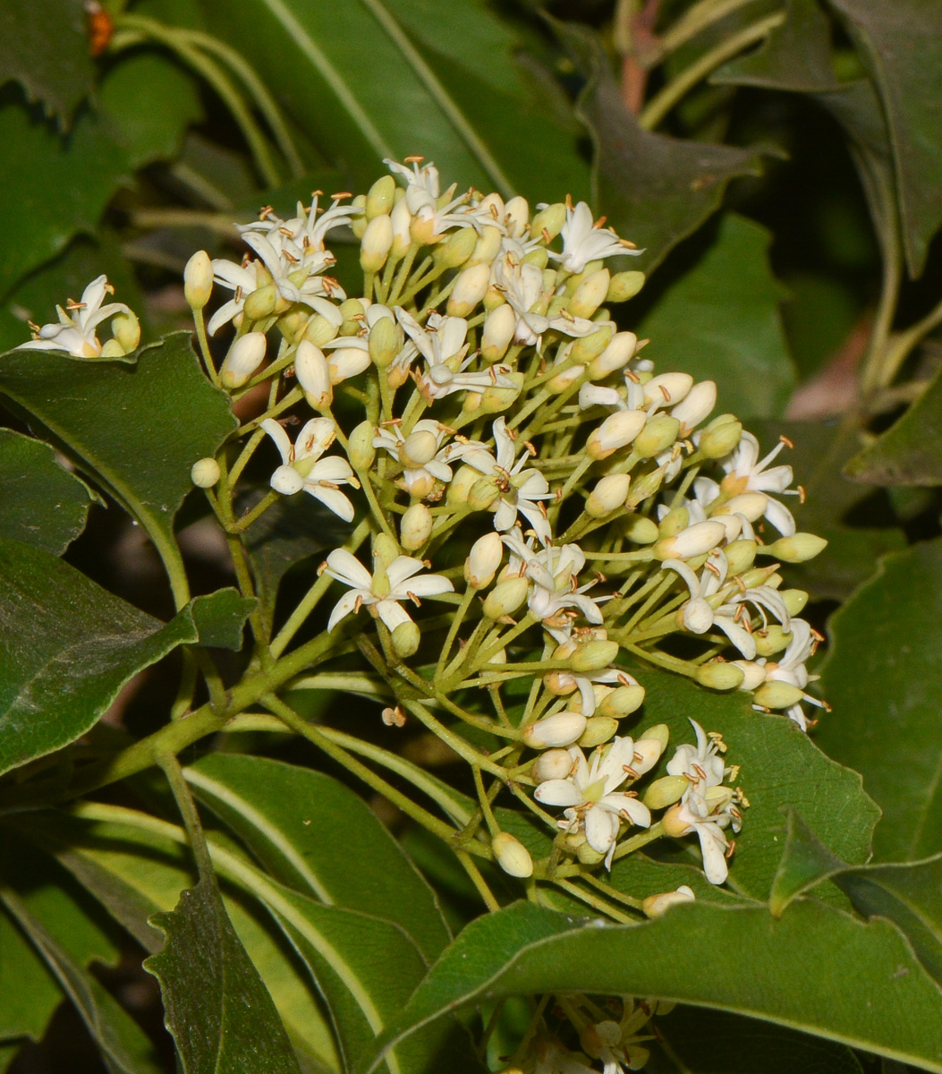 Image of Pittosporum rhombifolium specimen.