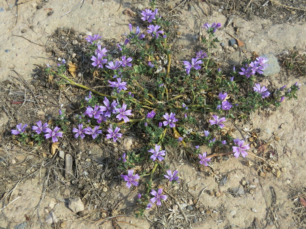 Image of Malva sylvestris specimen.