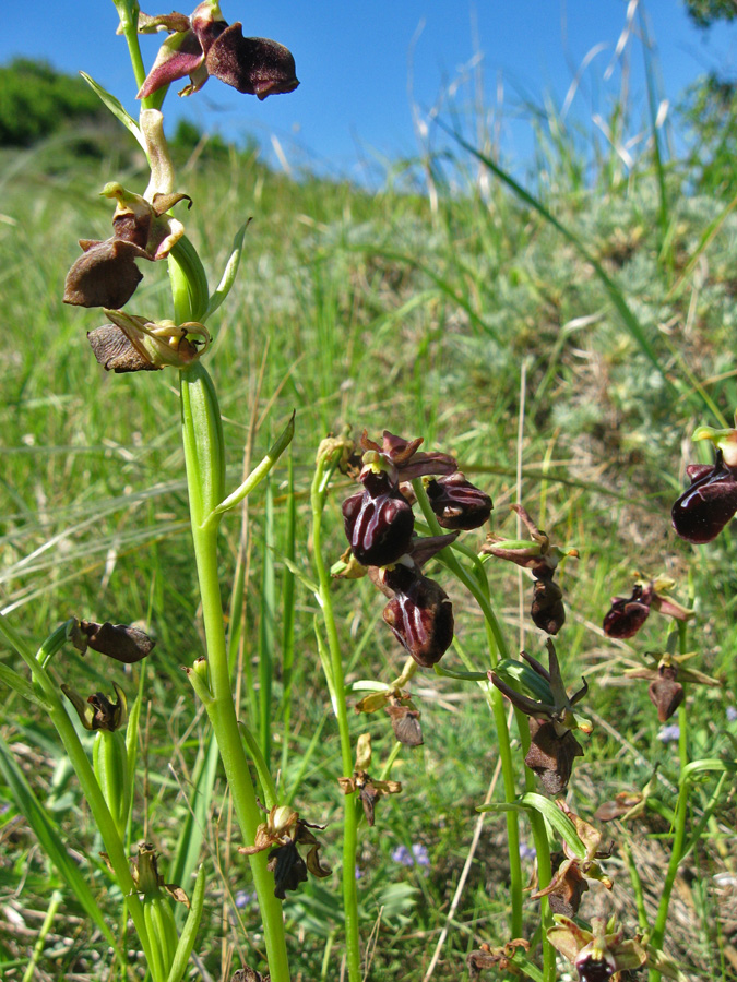 Изображение особи Ophrys mammosa.