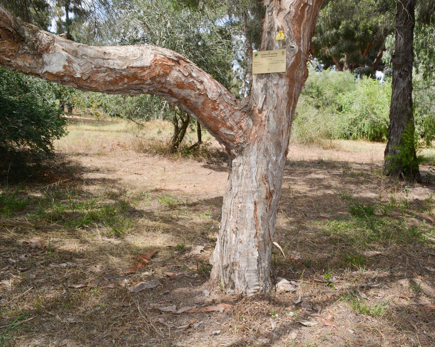 Image of Melaleuca halmaturorum specimen.
