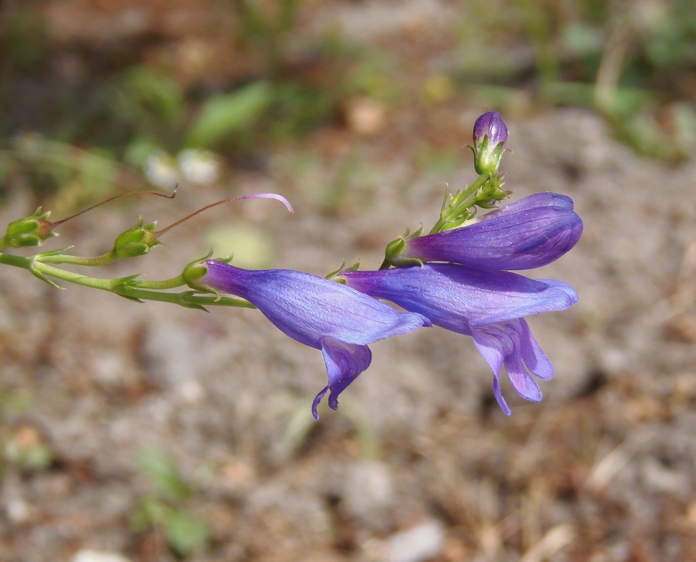 Изображение особи семейство Scrophulariaceae.