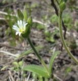 Cerastium glutinosum