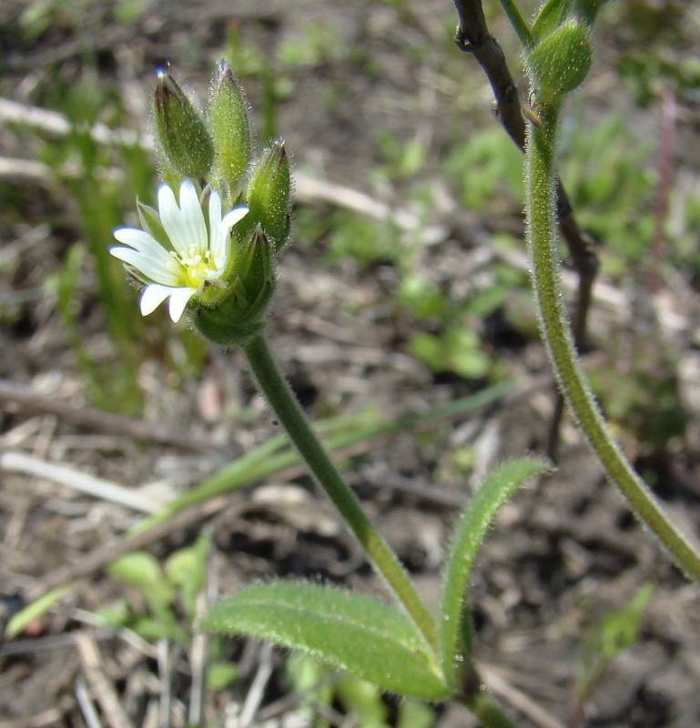 Изображение особи Cerastium glutinosum.