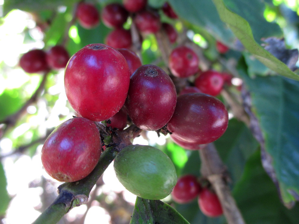 Image of Coffea arabica specimen.