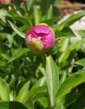 Paeonia lactiflora. Бутон (махровый культивар) с кормящимися муравьями. Восточный Казахстан, Уланский р-н, с. Украинка, дачный участок. 10.06.2016.