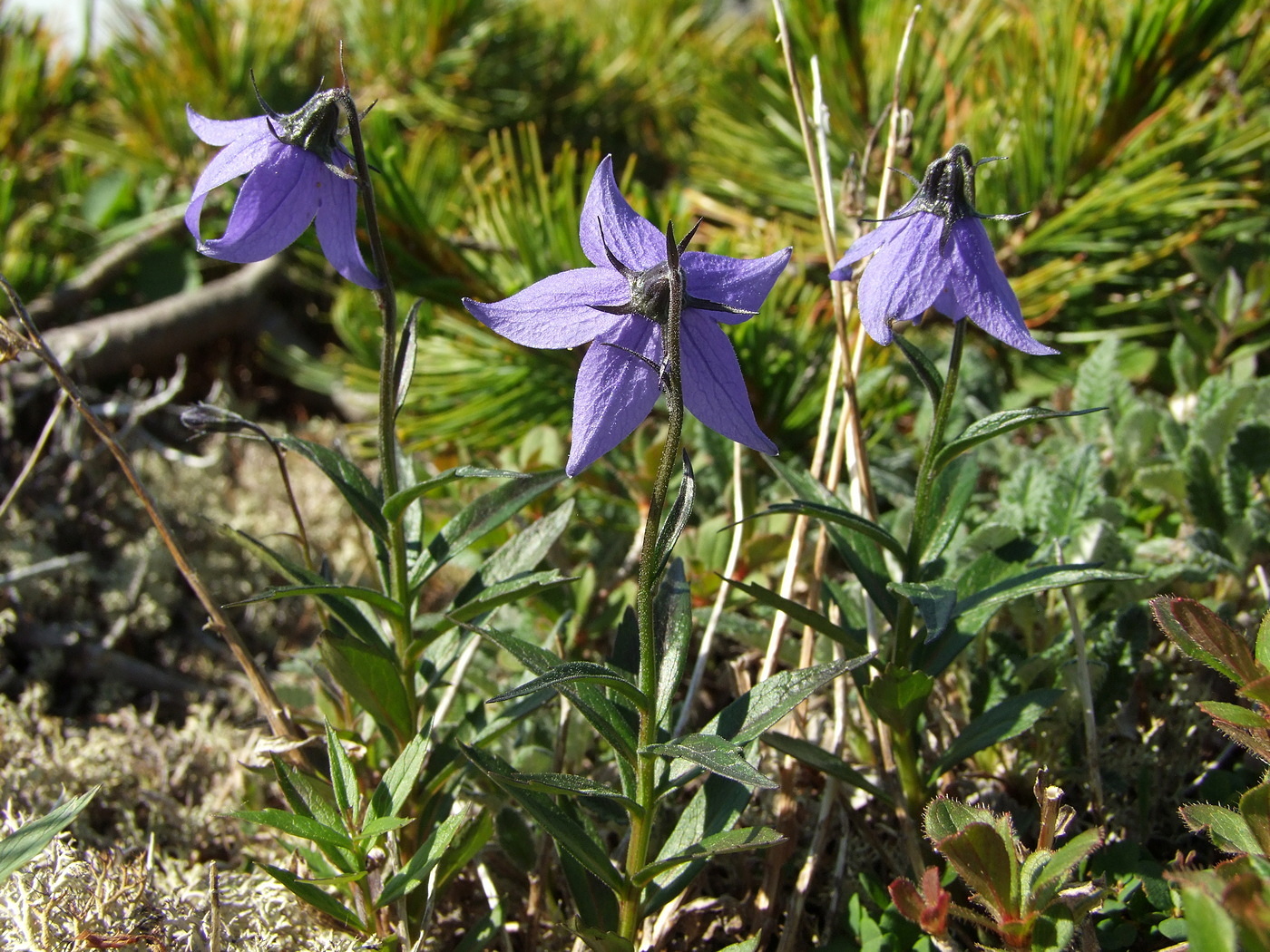 Image of Astrocodon expansus specimen.