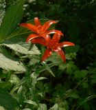 Lilium buschianum