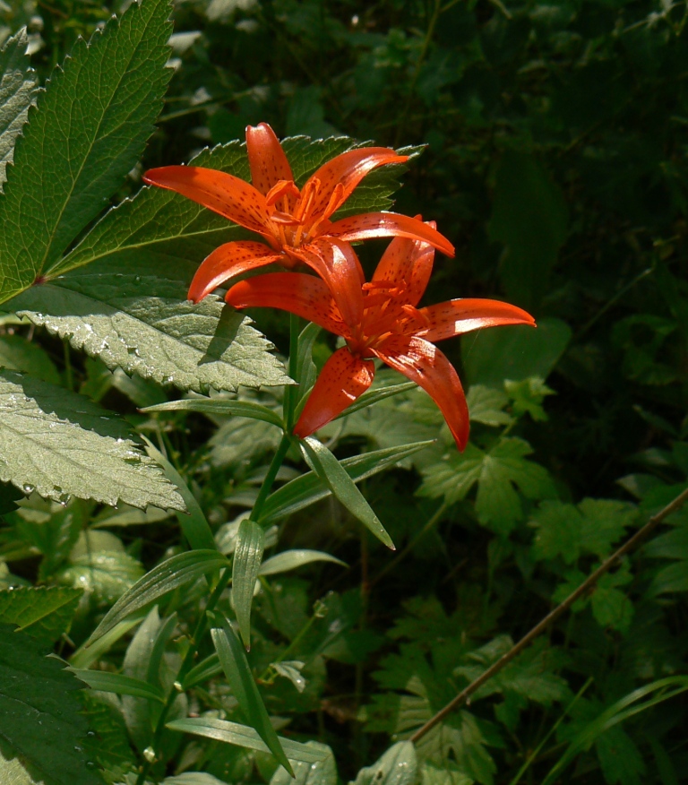 Image of Lilium buschianum specimen.