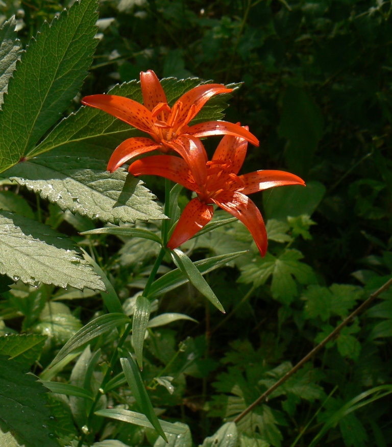 Изображение особи Lilium buschianum.