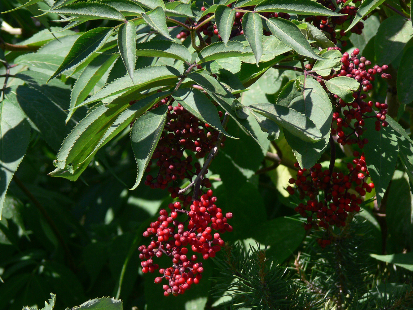 Image of Sambucus sibirica specimen.