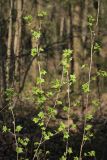 Ribes alpinum. Ветви. Санкт-Петербург, Дудергофские высоты, широколиственный лес. 03.05.2010.