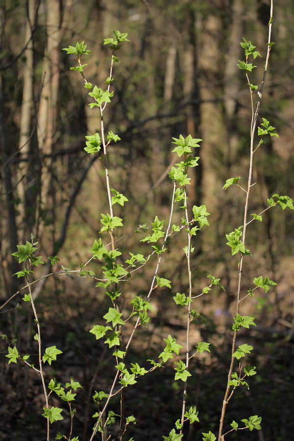 Image of Ribes alpinum specimen.