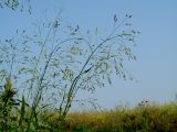 Panicum miliaceum ssp. ruderale