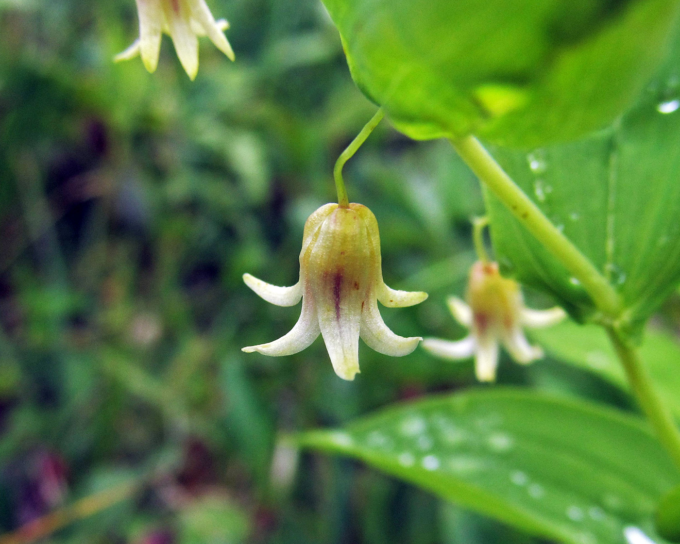 Изображение особи Streptopus amplexifolius.