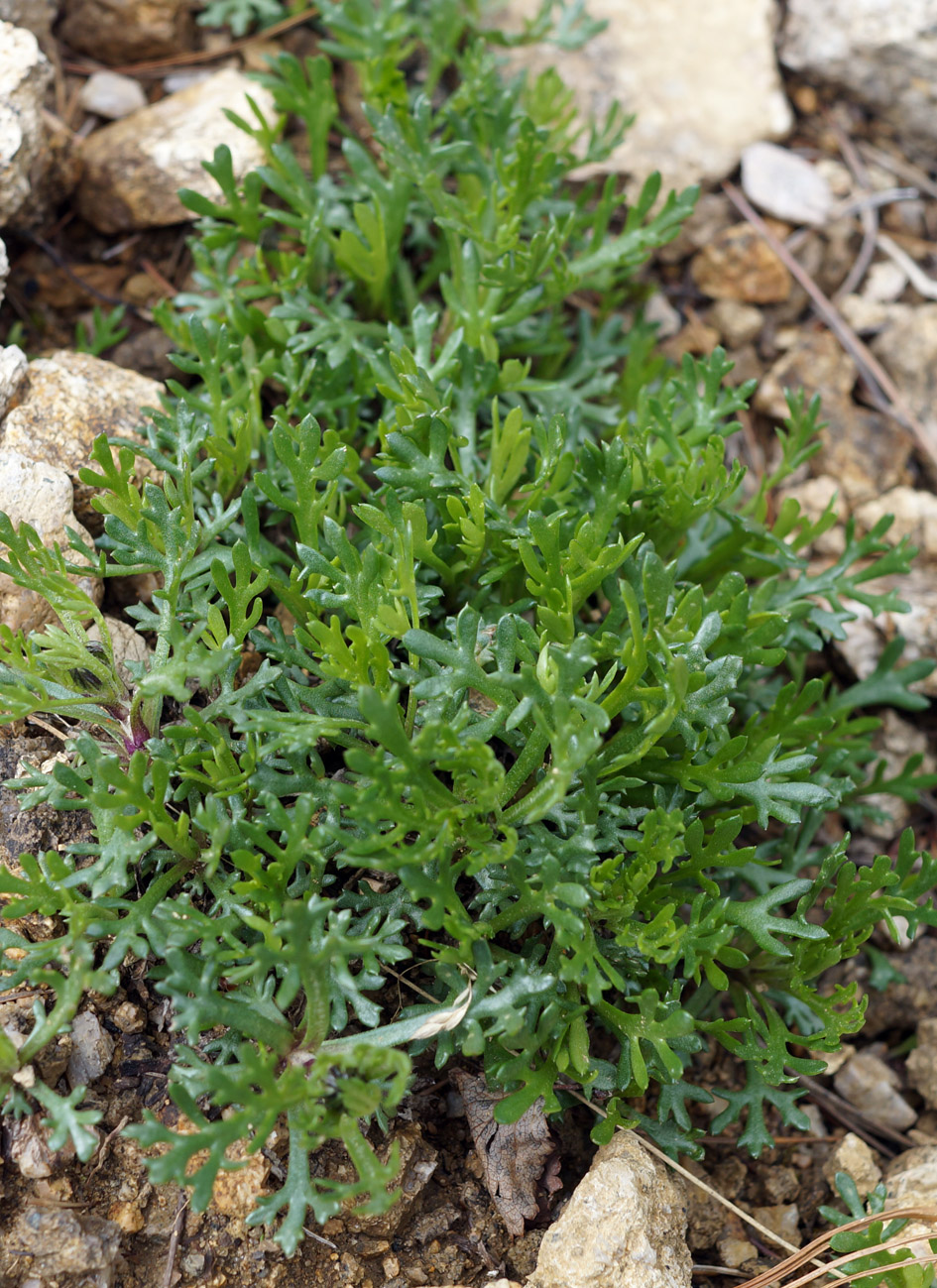 Image of Chrysanthemum mongolicum specimen.