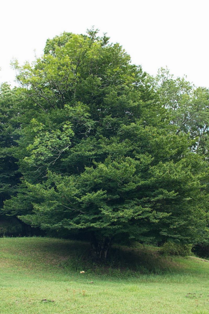 Изображение особи Carpinus betulus.