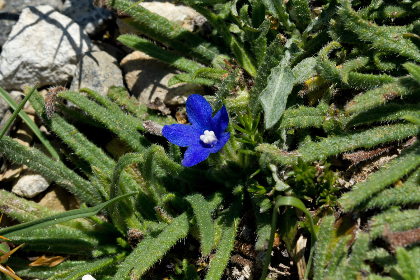 Image of Anchusa cespitosa specimen.