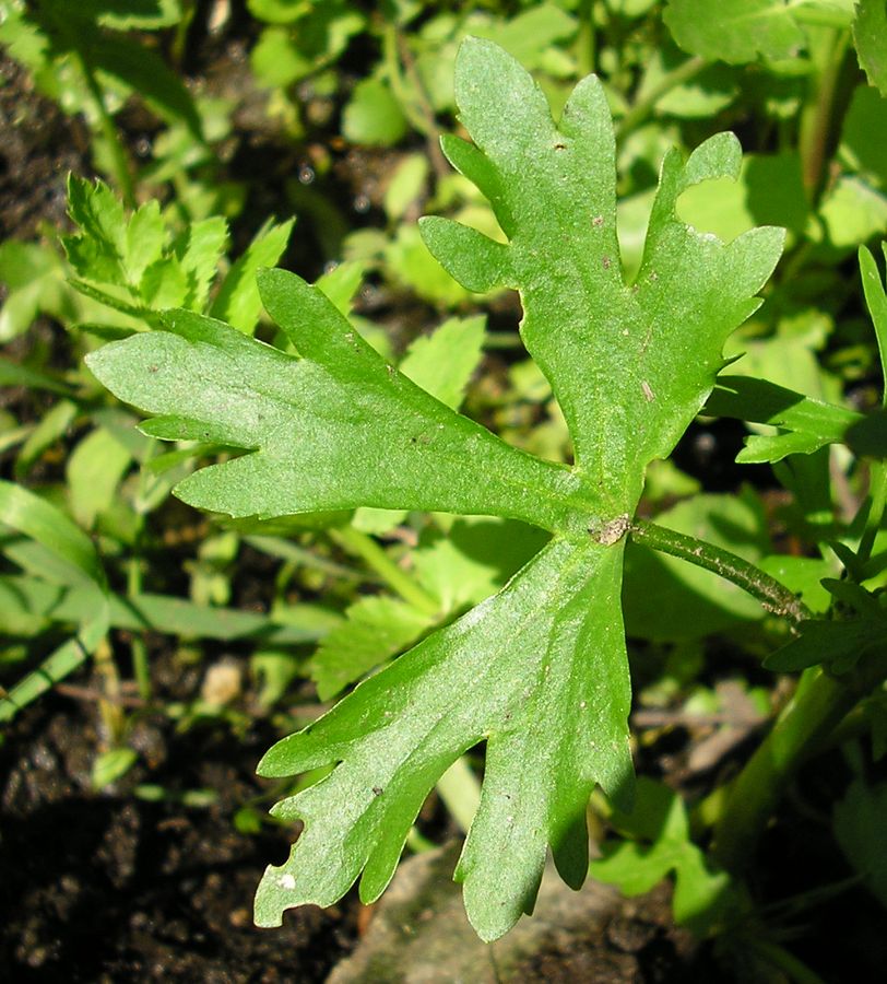 Изображение особи Ranunculus sceleratus.