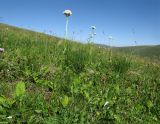 Valeriana alpestris